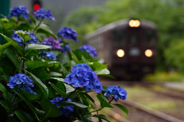 酔いどれ気まぐれ掲示板